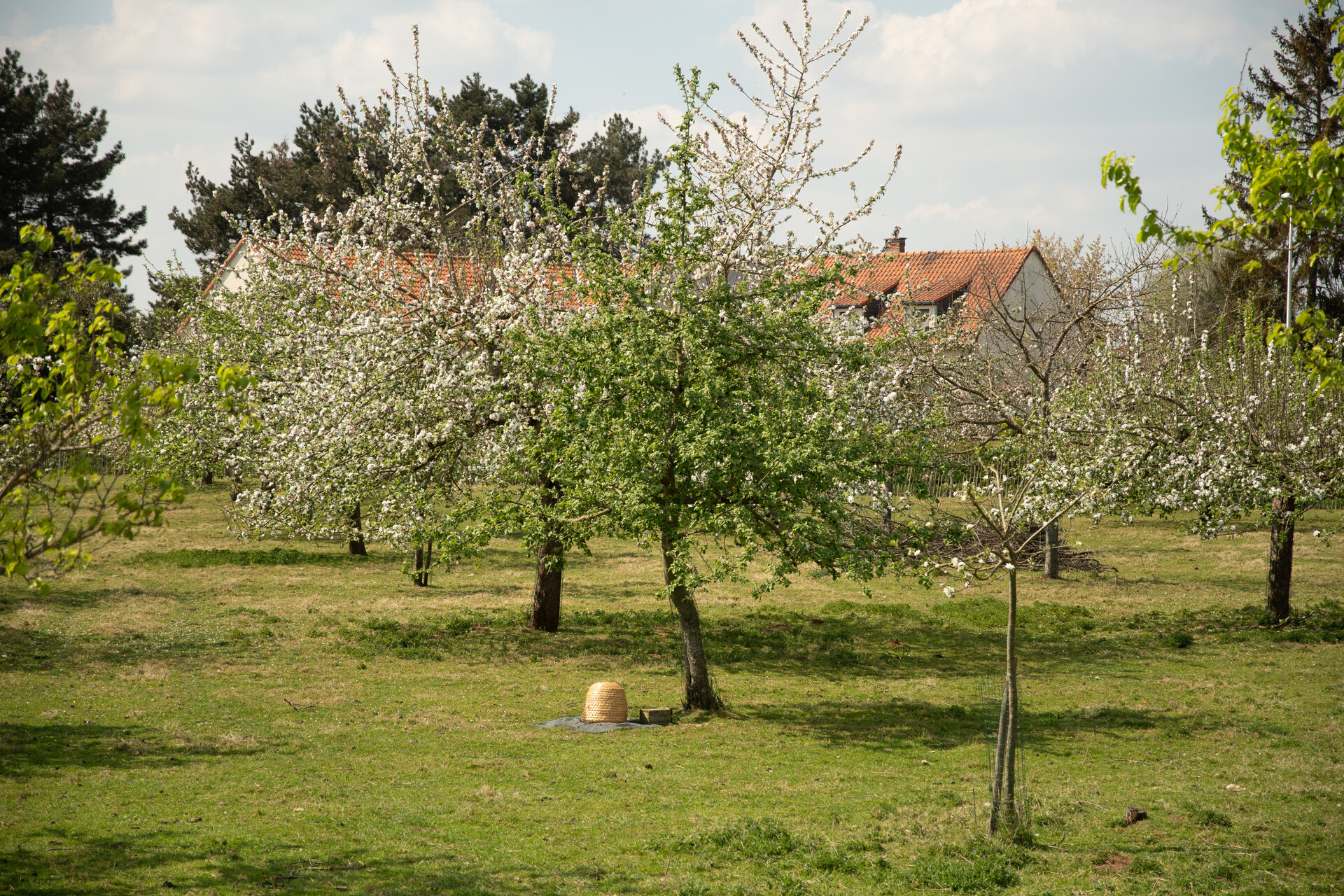 Fruit orchards